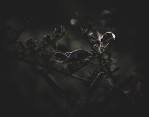 Ginstersamen im Wald