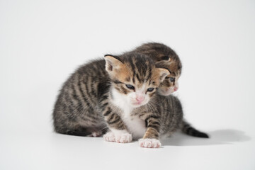 Fototapeta premium Tabby Cat kitten posing on white background tiger marble stripe