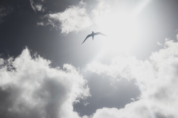 Vogel im Gegenlicht