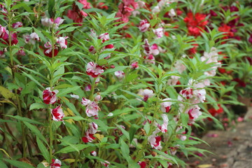 Plant with mix red,pink and white flowers on small backyard garden