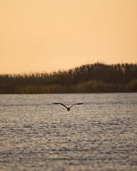 Naklejka premium birds on the lake