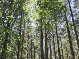 Kraftplatz - Waldbaden belebt die Sinne