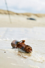 Wood at the beach