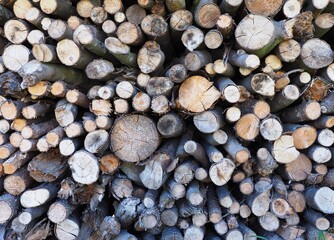 Jahresringe - gerodete Baumstämme lagern im Wald	
