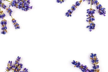 Lavender flowers isolated on white background. Close up. Space for text