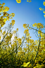 Fields of rape