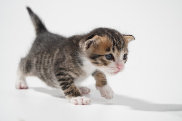 Tabby Cat kitten posing on white background tiger marble stripe