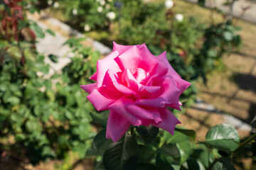Nakanoshima Rose Garden in Osaka, Japan