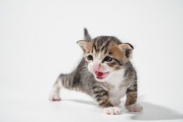 Tabby Cat kitten posing on white background tiger marble stripe