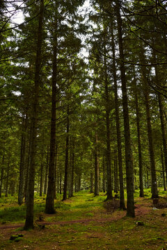Green forest in the morning