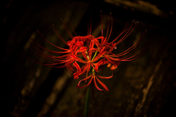 Beautiful red spider lily blossom flower, Cluster amaryllis.