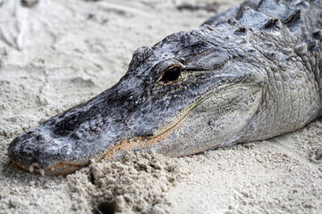 Alligator in the Florida Everglades
