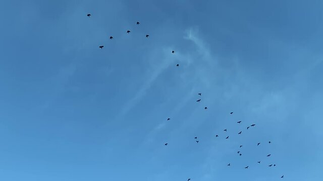 bird silhouette flying circling in the sky, a flock of crows. flock of bird flying in the blue sky slow birds motion video
