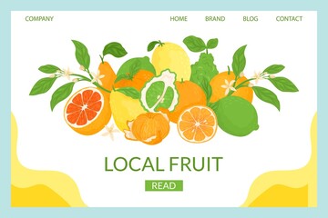 Fototapeta Citrus local landing vector illustration. Close-up composition fresh tropical fruits. Ripe juicy grapefruit, sweet orange, sour lemon natural antioxidant. Vitamin C to improve health. obraz