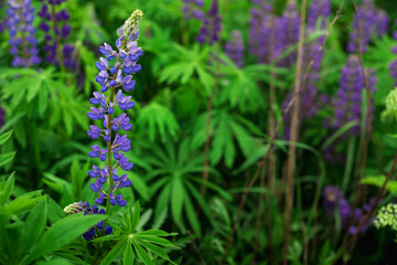 Blooming macro lupine flower. Lupinus, lupin field with purple and blue flower. Bunch of lupines summer flower background. A field of lupines. Violet spring and summer flower.
