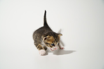 Tabby Cat kitten posing on white background tiger marble stripe