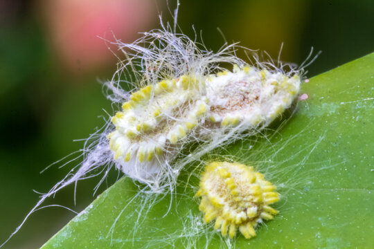 Cochenilles farineuses sur feuille 