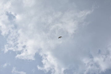 Obraz na płótnie Canvas Bird flies high in the sky