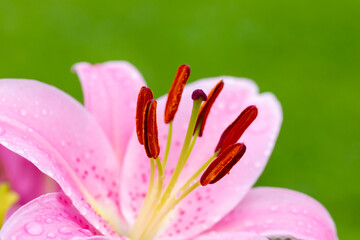 the stamen and pistil of a pink flower