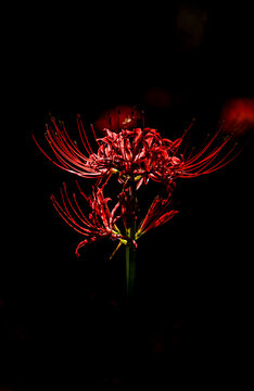 Red Spider Lily Images  Browse 28981 Stock Photos Vectors and Video   Adobe Stock