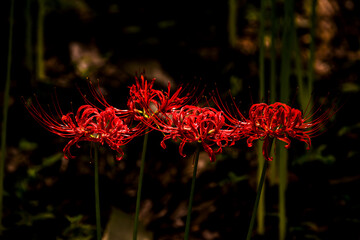 Beautiful red spider lily blossom flower, Cluster amaryllis.