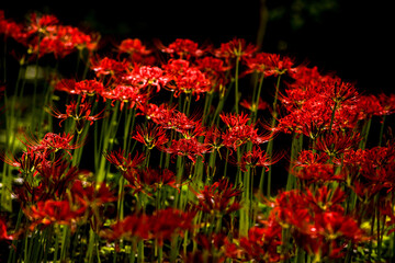 Beautiful red spider lily blossom flower, Cluster amaryllis.