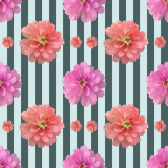 Pink zinnia on blue striped background. Isolated flowers. Seamless floral pattern for fabric, textile, wrapping paper. flower