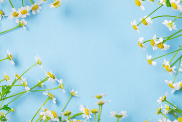 Obraz na płótnie Canvas Beautiful Camomile Flowers on Blue Background Top View Summer Flower Background Copy Space