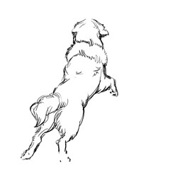 A Cute Shaggy Dog on  White Background. Vector Illustration of a Beautiful Sketched Labrador-Retriever. Freehand Monochrome Drawing. Linear Sketch. Realistic Style. Animal Art for Kids