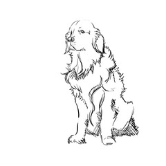 Fototapeta premium The Portrait of a Cute Shaggy Dog on White Background. Vector Illustration of a Beautiful Sketched Labrador-Retriever. Freehand Monochrome Drawing. Linear Sketch. Realistic Style. Animal Art for Kids