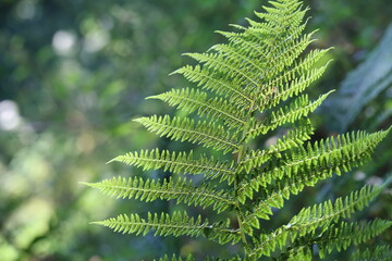 A sprig of green fern with brown spores