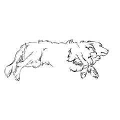 The Portrait of a Cute Shaggy Dog on  White Background. Vector Illustration of a Beautiful Sketched Labrador-Retriever. Freehand Monochrome Drawing. Linear Sketch. Realistic Style. Animal Art for Kids