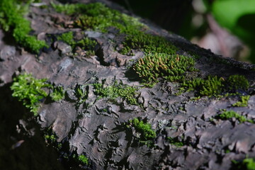 background bokeh abstract bokeh background bokeh effect bokeh green forest nature outdoor plant selective focussun tree wood wood background wood texturegreen moss moss texture natural
