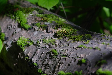 background bokeh abstract bokeh background bokeh effect bokeh green forest nature outdoor plant selective focussun tree wood wood background wood texturegreen moss moss texture natural
