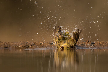A little yellow bird splashing water over its plumage and taking a morning bath in a waterhole in Africa