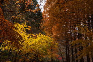 Obraz premium Beautiful, colorful autumn leaves yellow, orange, red.