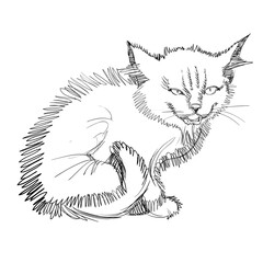 Vector Illustration of Adorable Cat. Sketched Little Cute Kitten. Monochrome Freehand Drawing. Kids Style Graphic. Stylized Cartoon Beautiful Kitty. Realistic Pen Drawing Imitation. Animal Art.