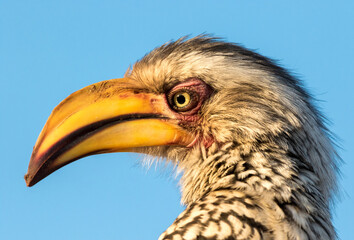 A Yellow-billed Hornbill's face photographed close from the side, Kurger National Park.