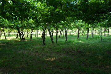 Pergolato di Uva bianca 