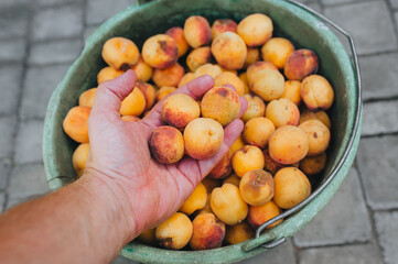 A man, an agronomist, takes with his hand several orange, yellow ripe apricots from a plastic bucket. A wonderful, good harvest of fruit from the tree.