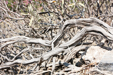 dry roots of a tree texture landscape