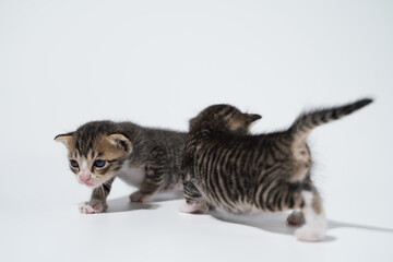 Fototapeta premium Tabby Cat kitten posing on white background tiger marble stripe