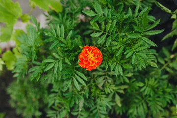 Beautiful, bright, lonely orange, red marigold flower grows and blooms in the garden in nature, top view. Decorate plants.