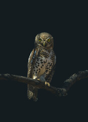 An African Barred Owlet sitting on a branch with dark background.