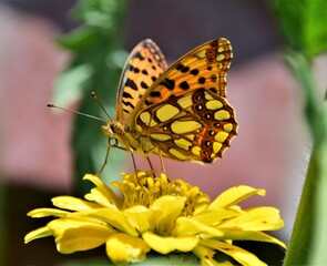 butterfly on flower