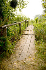 A bridge over a stream of logs with a handrail is surrounded by green branches of trees and plants, sunbeams on the path.