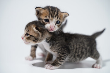 Tabby Cat kitten posing on white background tiger marble stripe