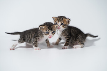 Tabby Cat kitten posing on white background tiger marble stripe