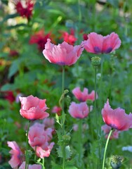 pink flowers in the garden