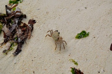 A crab on the beach amongst the seaweed in Jambiani, Zanzibar